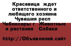 Красавица  ждет ответственного и любящего хозяина - Чувашия респ., Чебоксары г. Животные и растения » Собаки   
